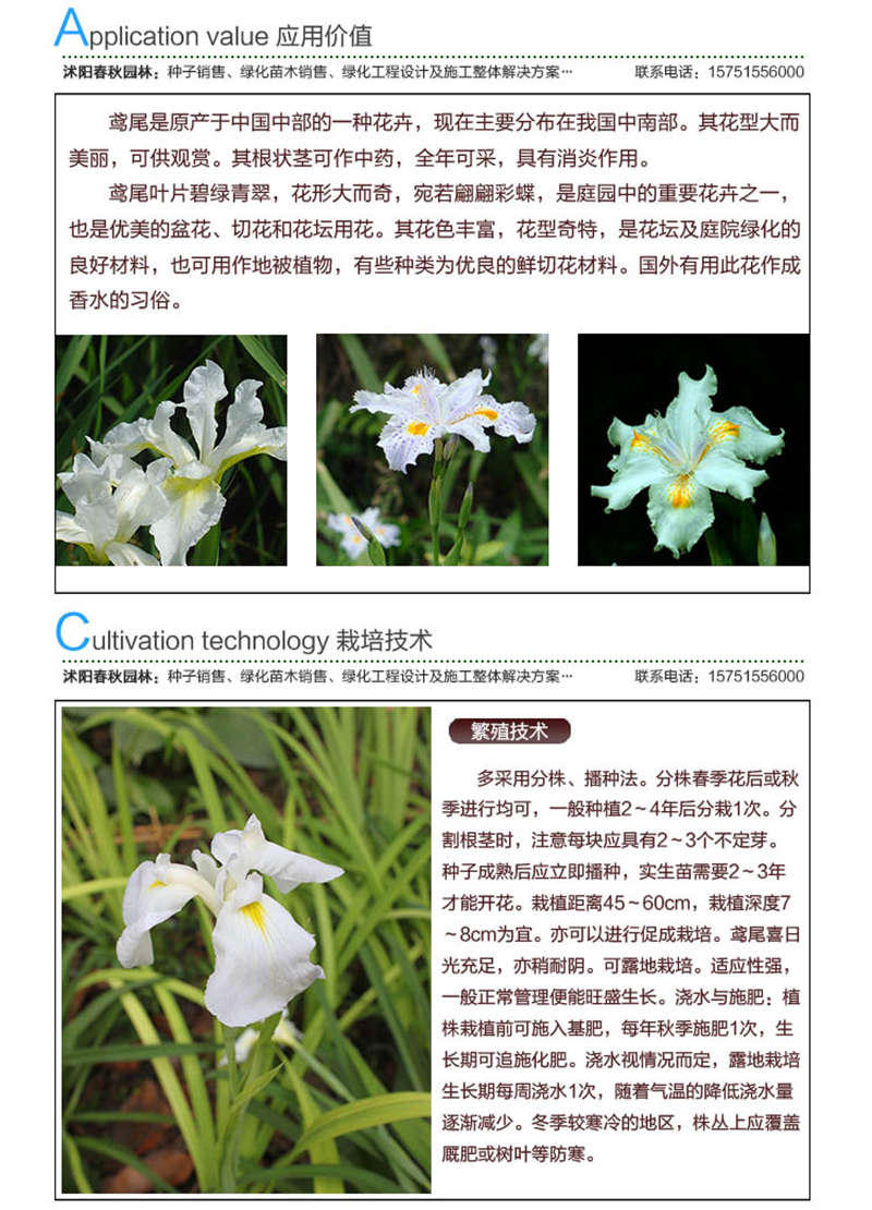 白花鳶尾種子應(yīng)用價(jià)值及種植技術(shù)