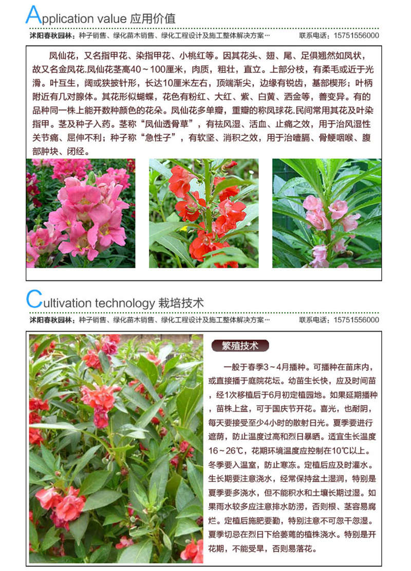 鳳仙花種子應(yīng)用價值及種植技術(shù)