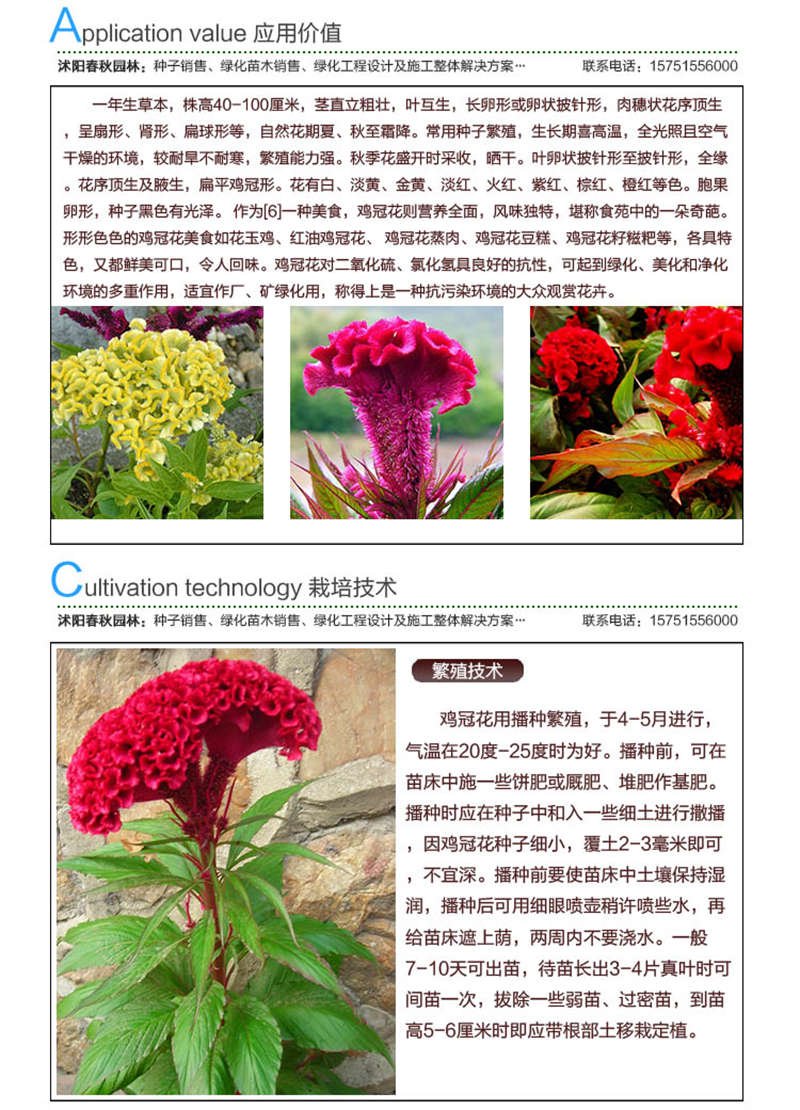 雞冠花種子應(yīng)用價值及種植技術(shù)