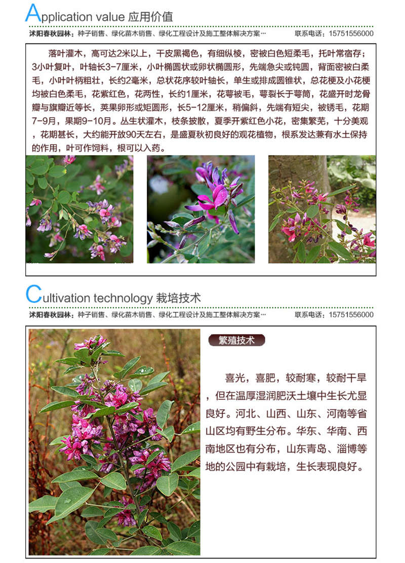 美麗胡枝子種子應(yīng)用價值及種植技術(shù)