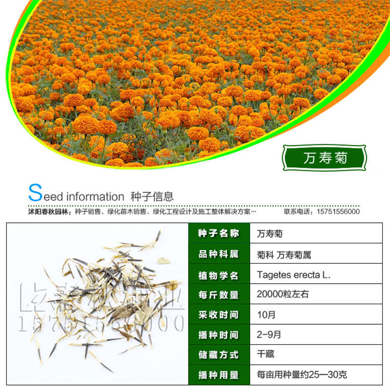 萬壽菊種子基本信息