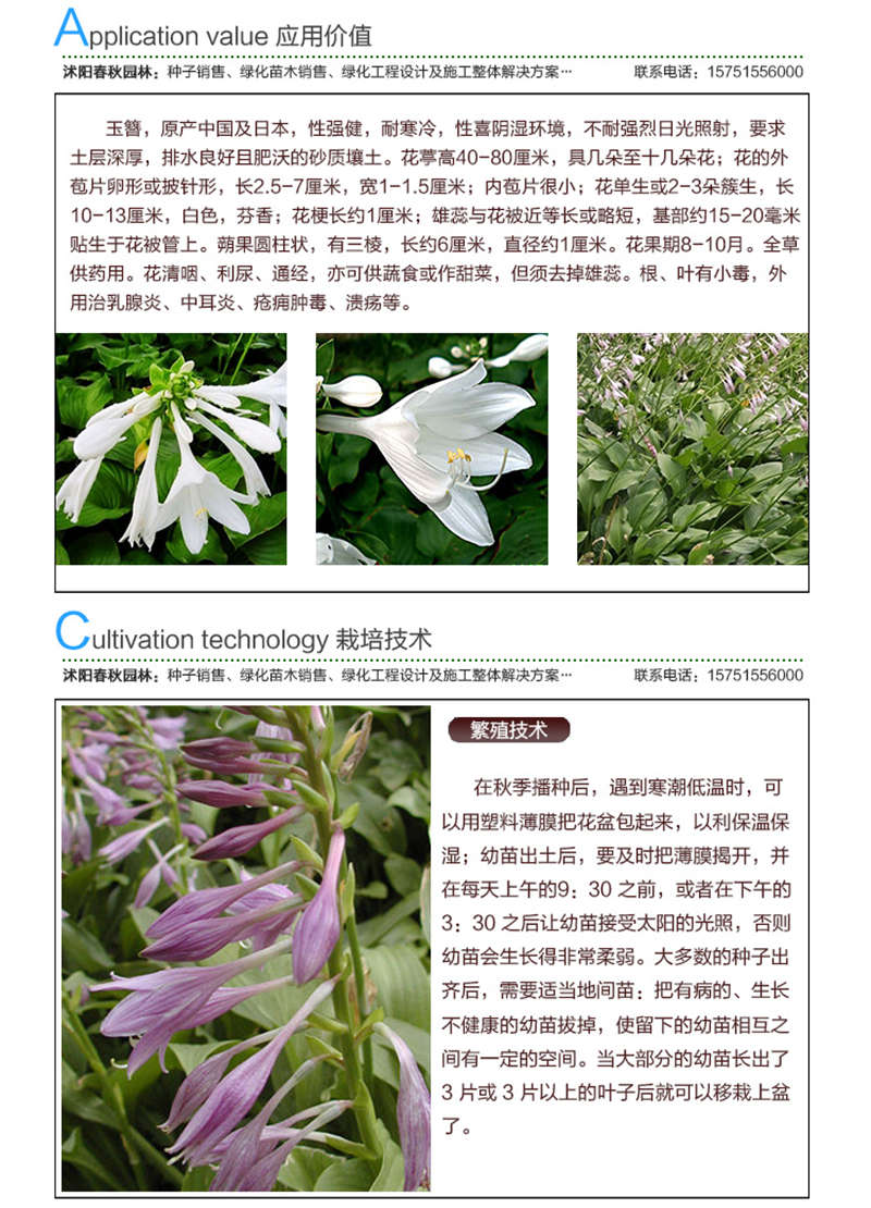 玉簪種子應(yīng)用價值及種植技術(shù)