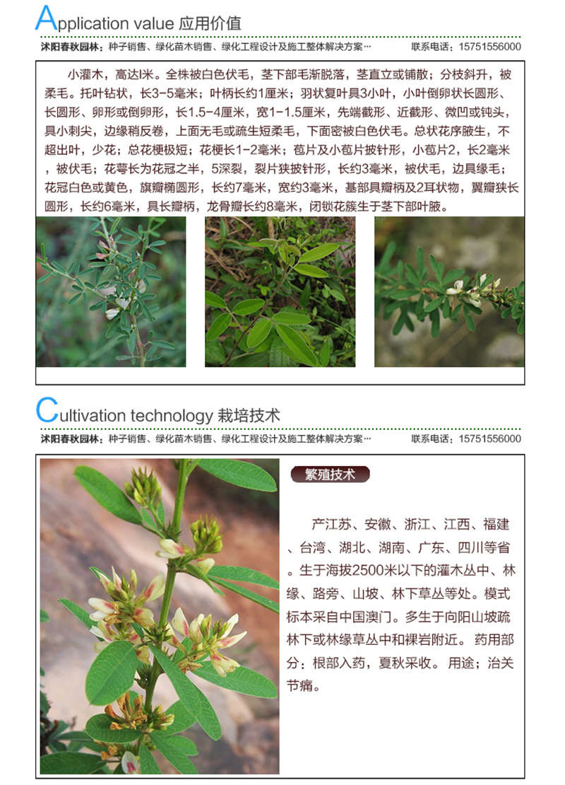 中華胡枝子種子應(yīng)用價值及種植技術(shù)