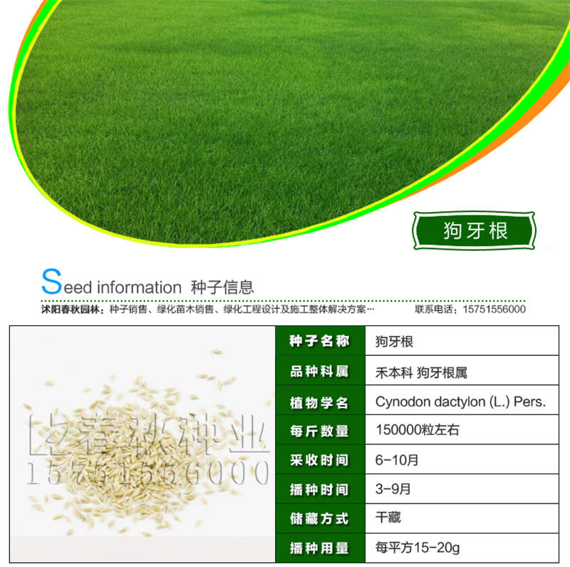 狗牙根(凈籽)種子基本信息