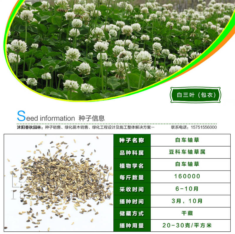 白三葉(包衣)種子基本信息