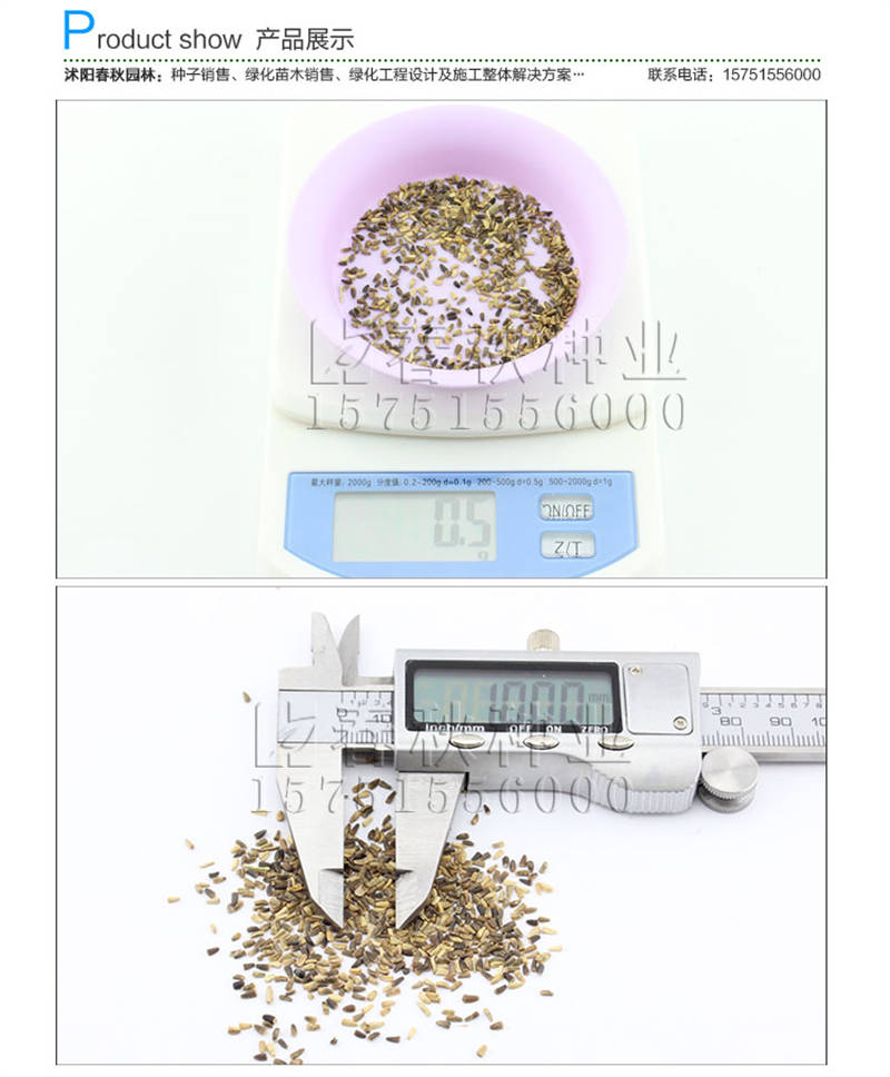 白三葉(包衣)種子銷售參考價格