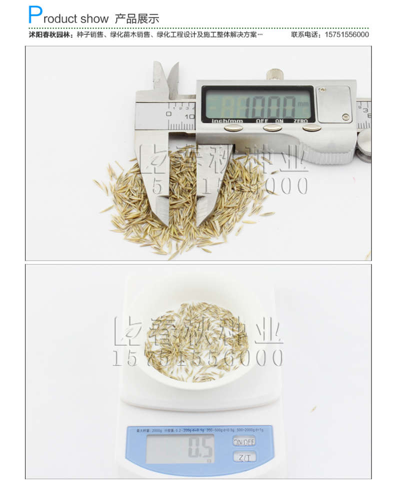 紫羊茅種子銷售參考價(jià)格