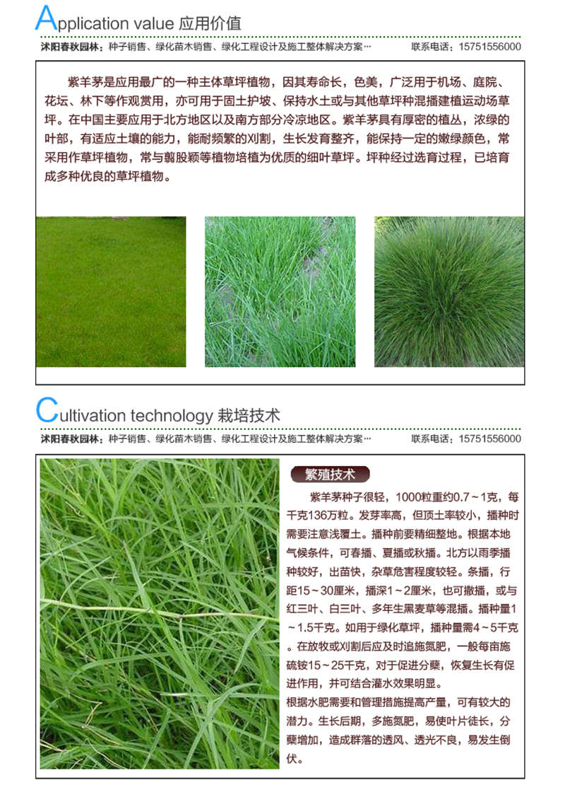 紫羊茅種子應(yīng)用價(jià)值及種植技術(shù)