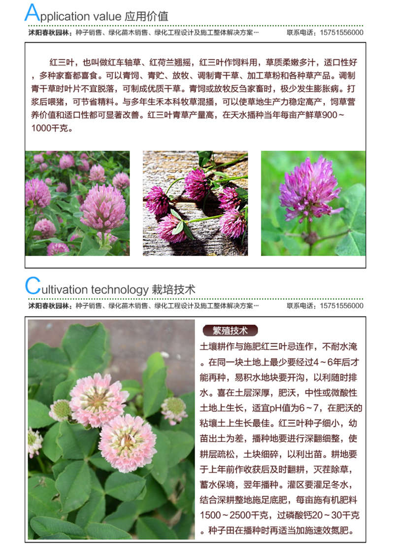 紅三葉種子應(yīng)用價(jià)值及種植技術(shù)