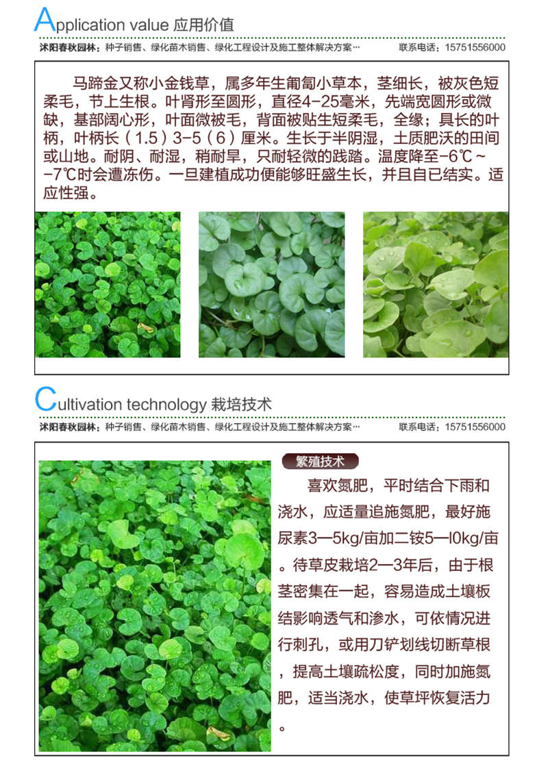 馬蹄金種子應(yīng)用價值及種植技術(shù)