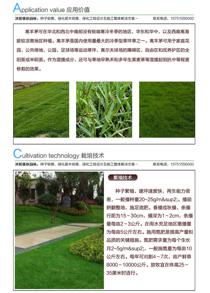 高羊茅種子應(yīng)用價(jià)值及種植技術(shù)