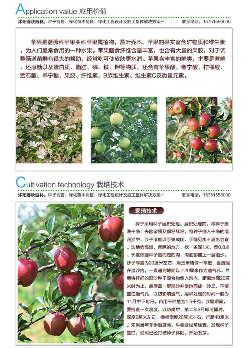 蘋果種子應(yīng)用價值及種植技術(shù)