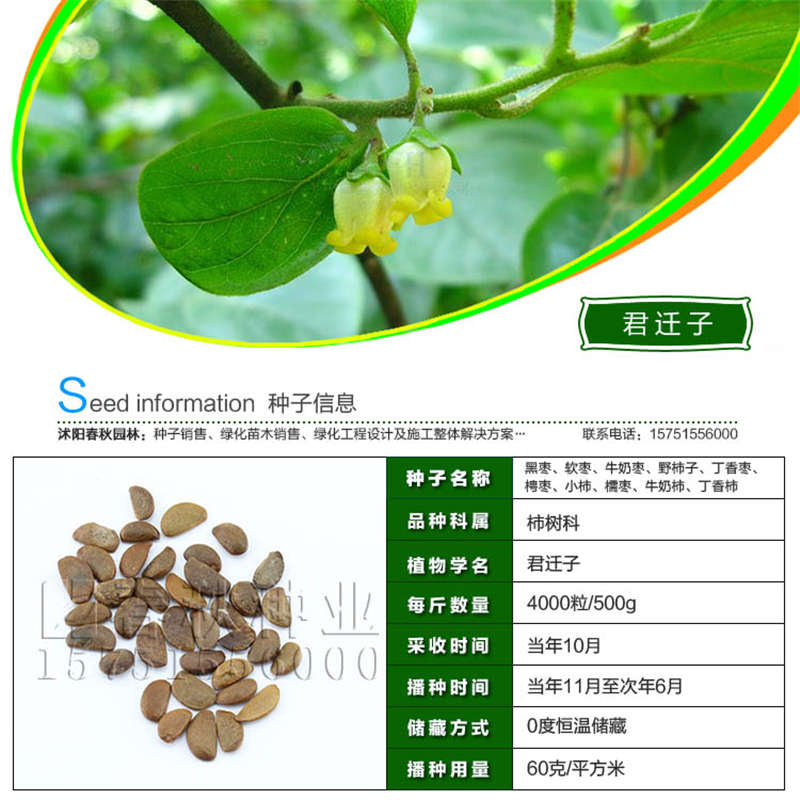 君遷子種子基本信息
