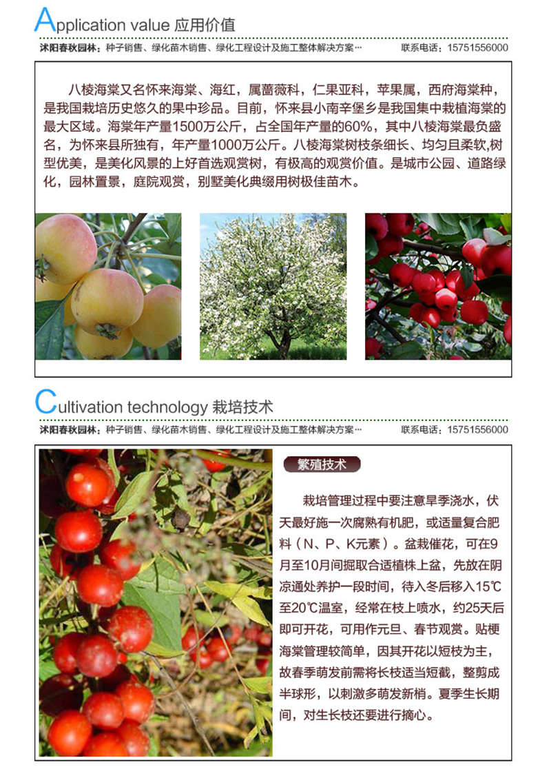 八棱海棠種子應(yīng)用價值及種植技術(shù)