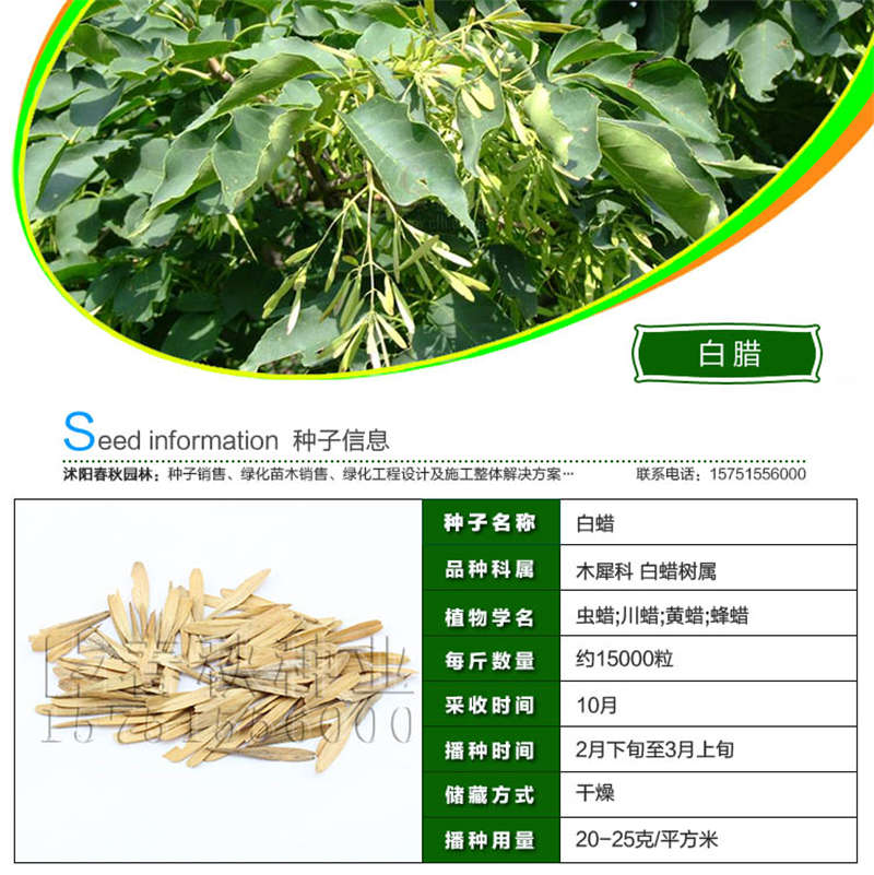 白蠟種子基本信息