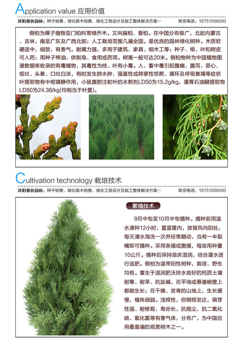 側(cè)柏種子應(yīng)用價值及種植技術(shù)