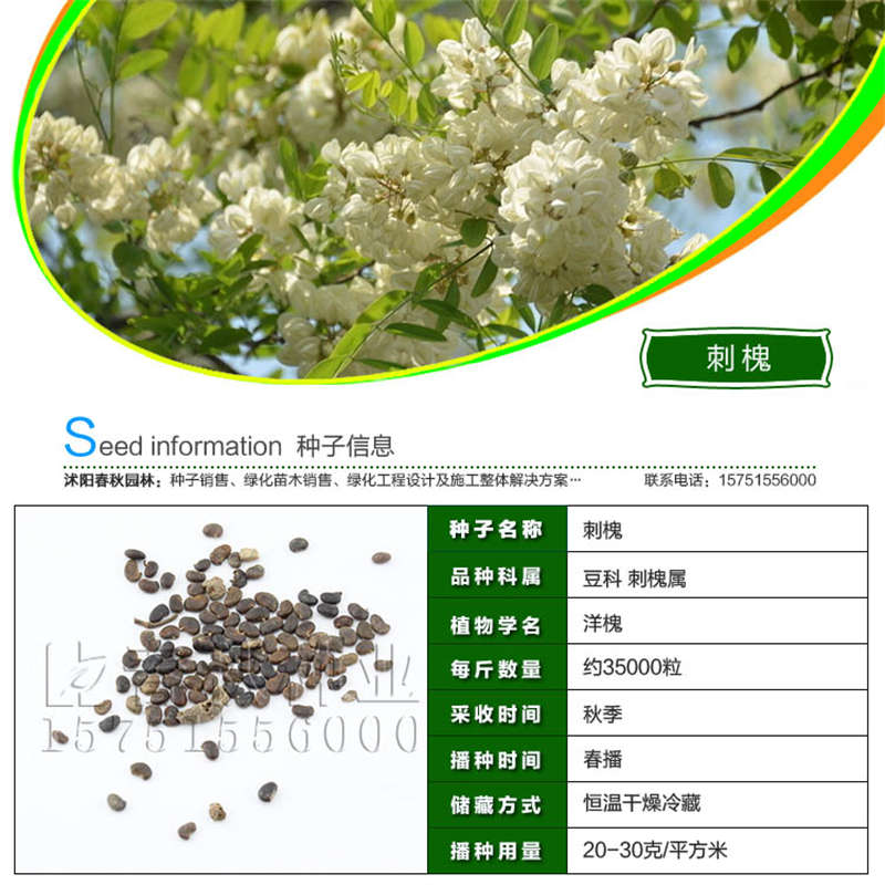 刺槐種子基本信息