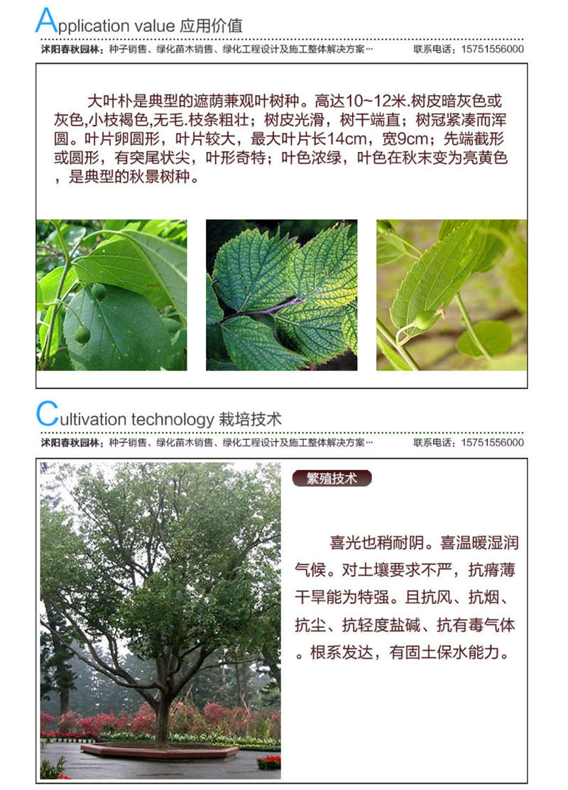 大葉樸樹種子應(yīng)用價值及種植技術(shù)