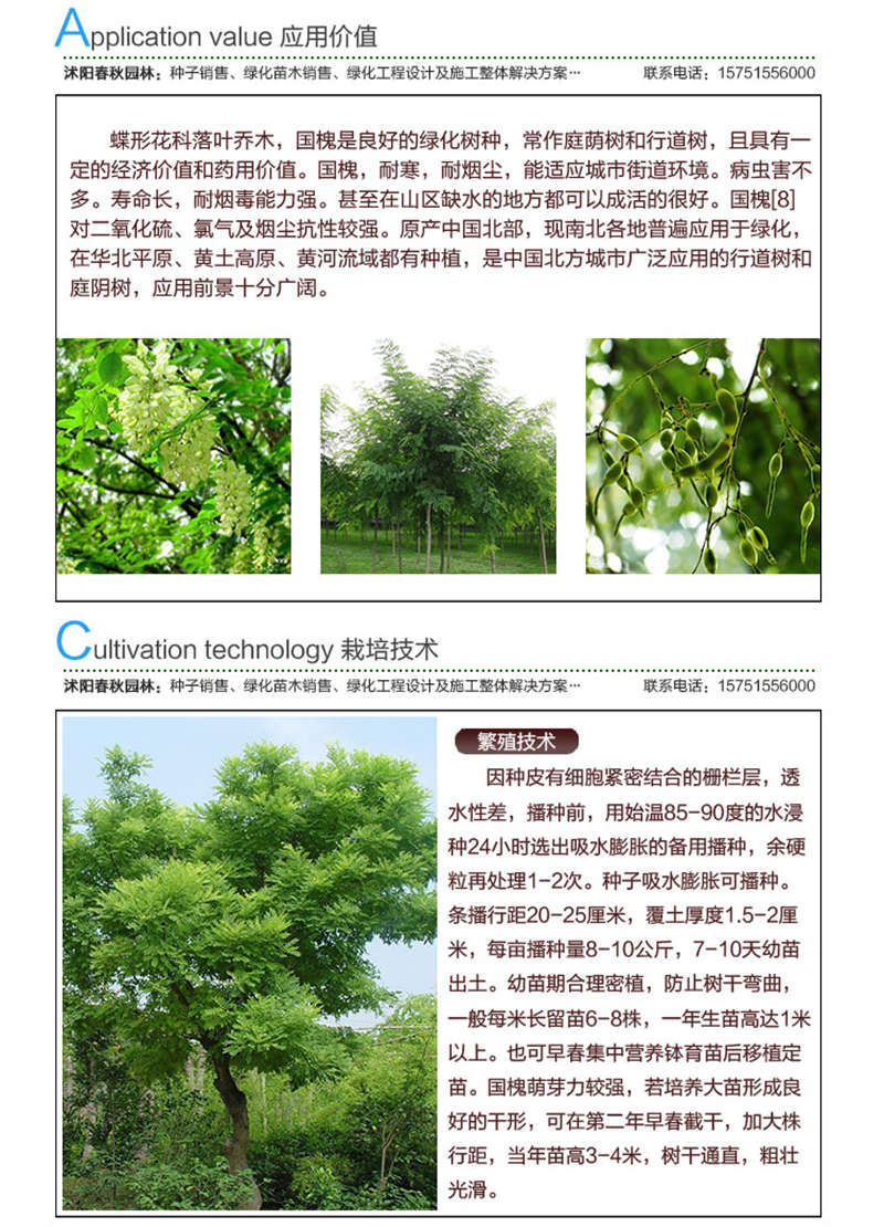 國槐種子應(yīng)用價值及種植技術(shù)