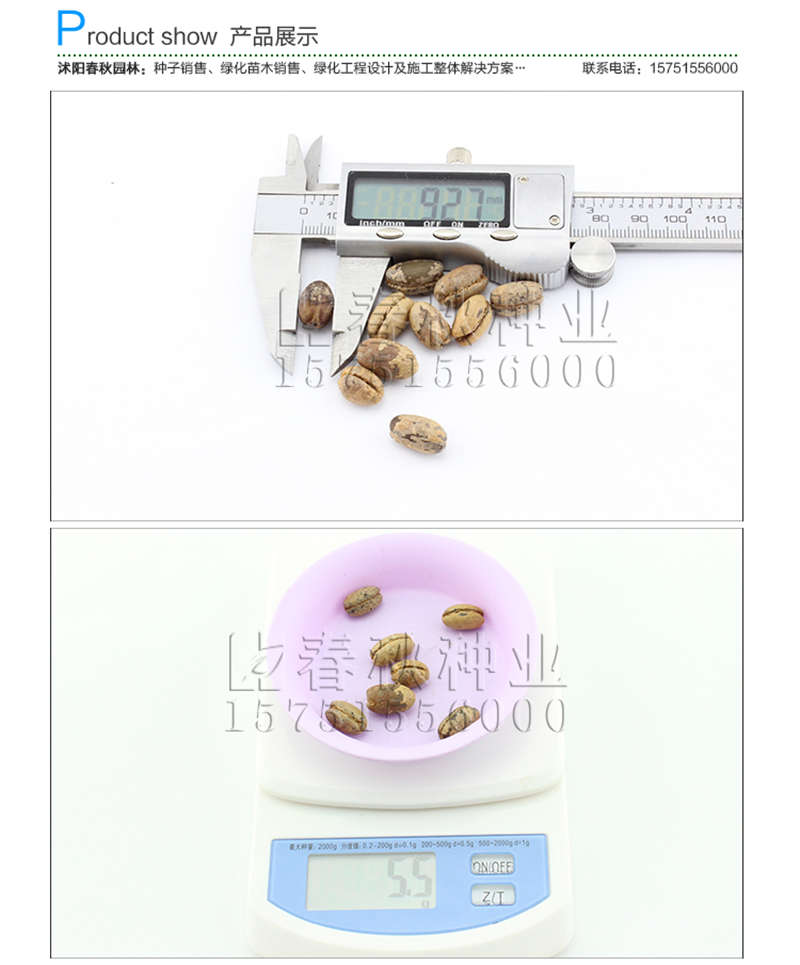 加拿利海棗種子銷售參考價(jià)格