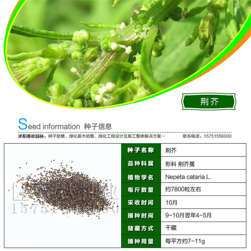 荊芥種子基本信息