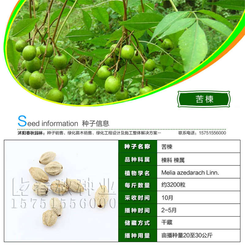 苦楝種子基本信息