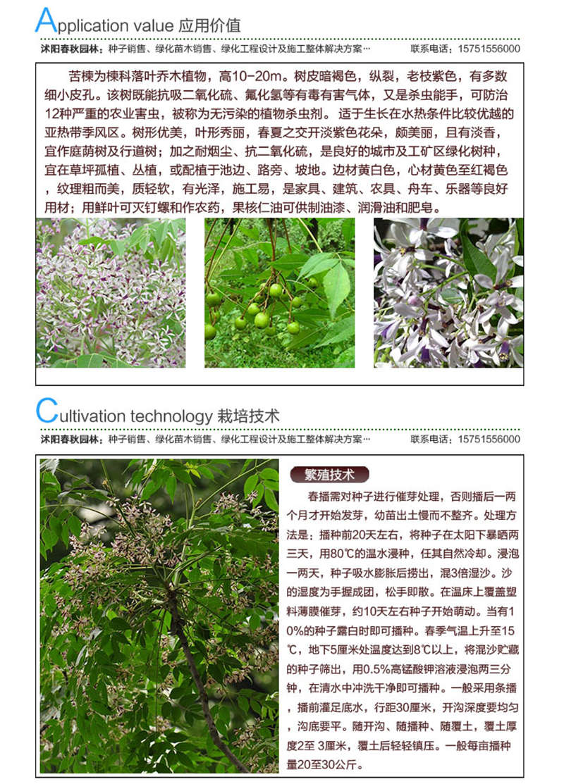 苦楝種子應用價值及種植技術