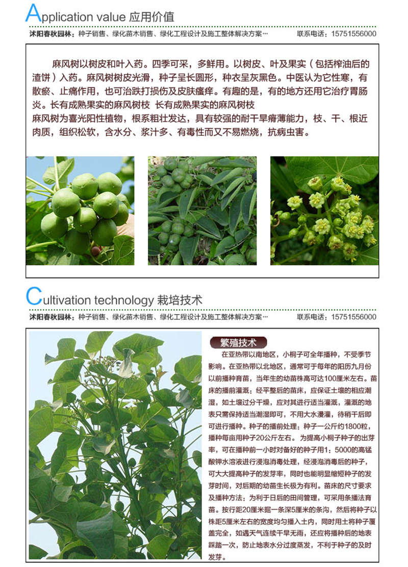 麻瘋樹種子應(yīng)用價值及種植技術(shù)