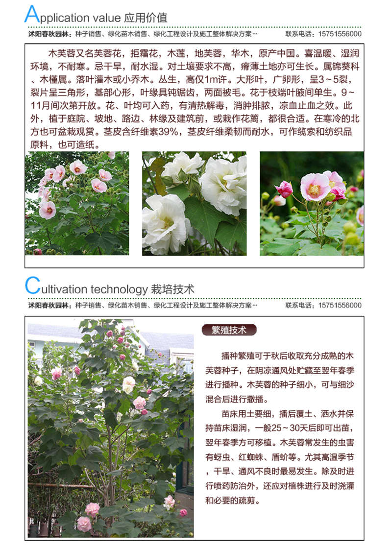 木芙蓉種子應(yīng)用價(jià)值及種植技術(shù)