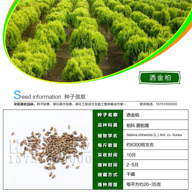 灑金柏種子基本信息