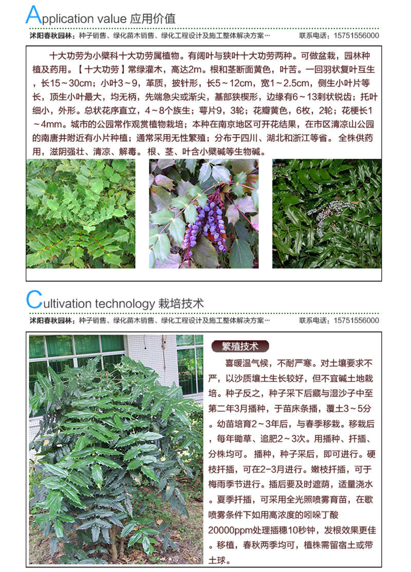 十大功勞種子應(yīng)用價值及種植技術(shù)