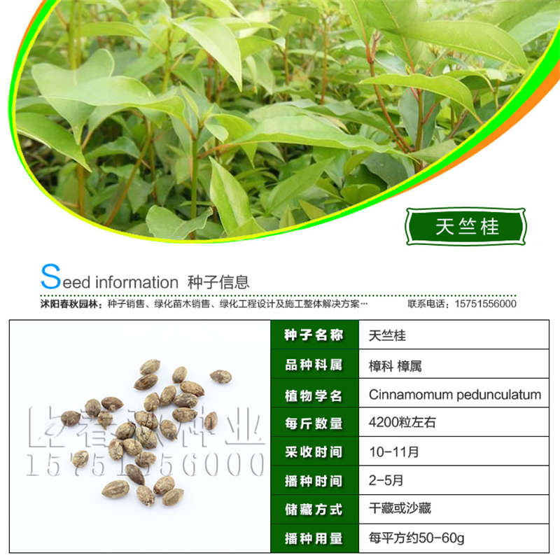 天竺桂種子基本信息