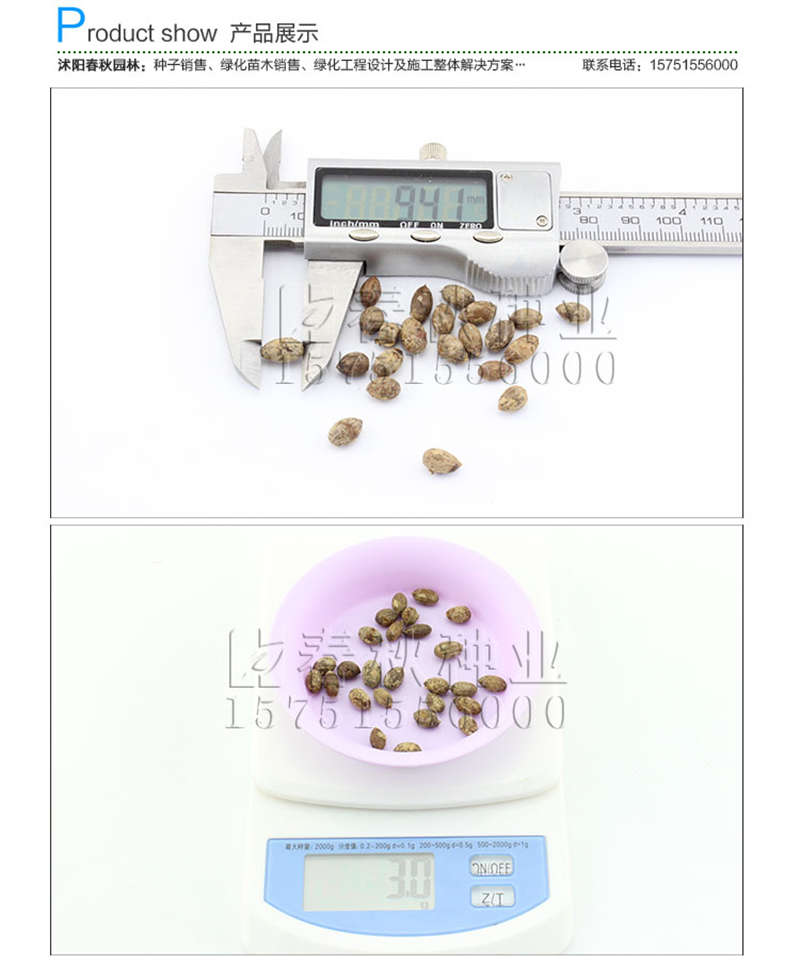 天竺桂種子銷售參考價(jià)格