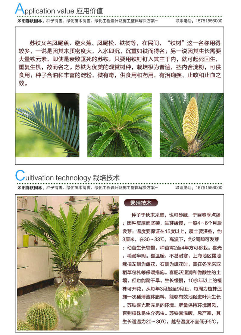 鐵樹種子應(yīng)用價值及種植技術(shù)