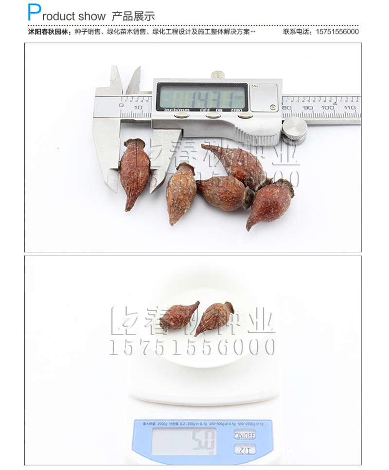 微型月季(帶皮)種子銷售參考價格