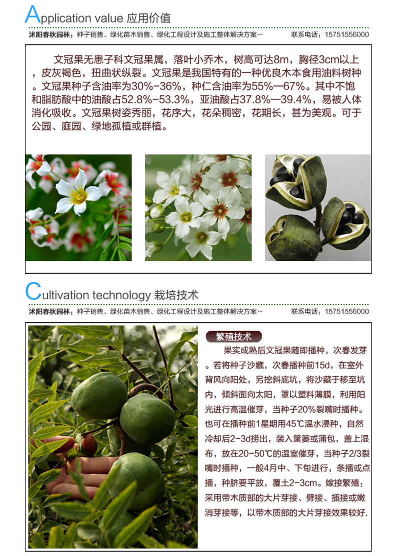 文冠果種子應(yīng)用價值及種植技術(shù)