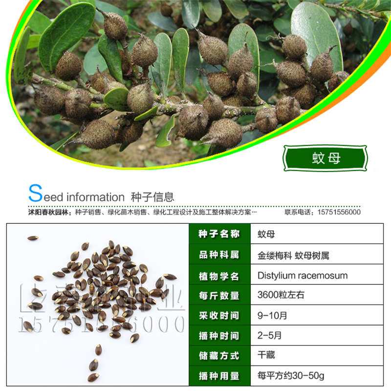 蚊母種子基本信息