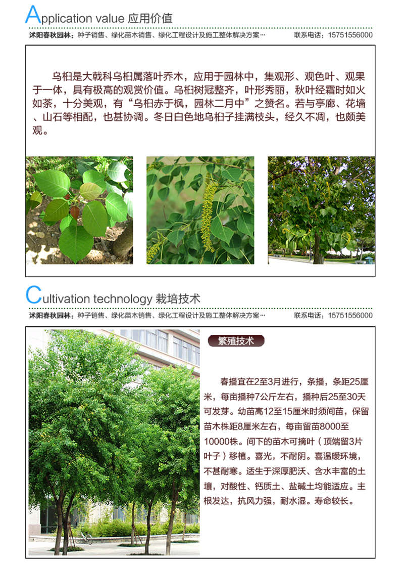 烏桕種子應(yīng)用價(jià)值及種植技術(shù)