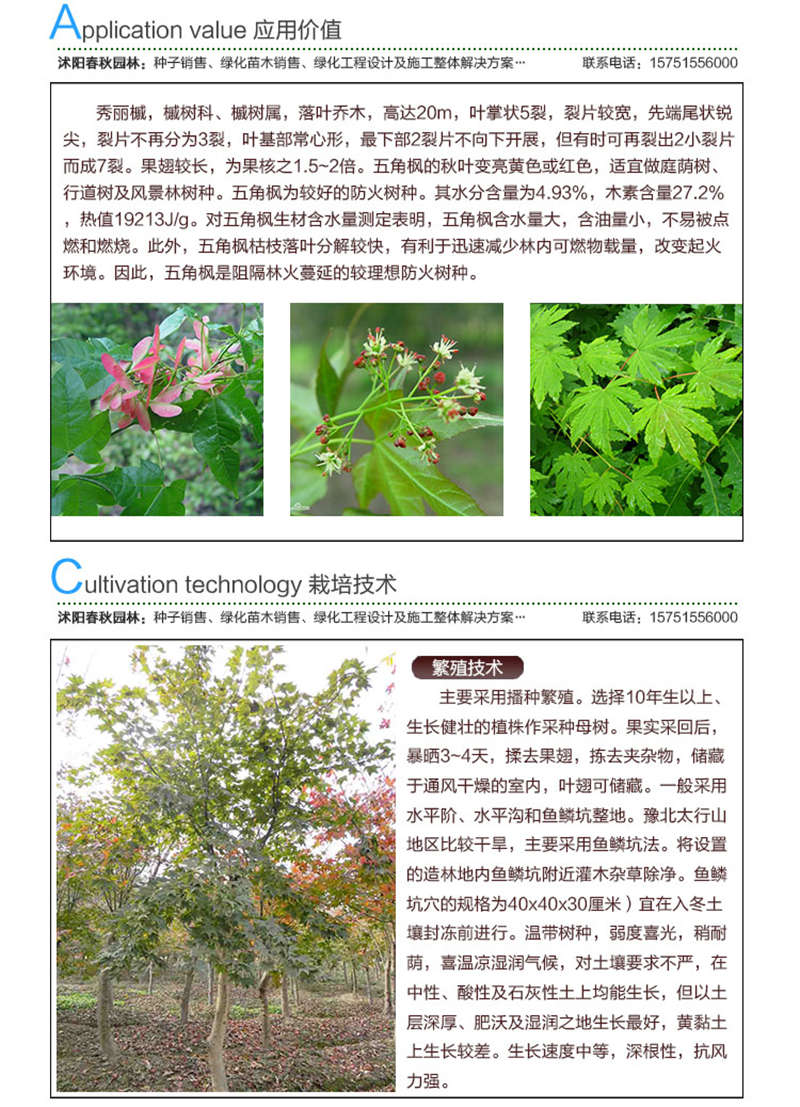 五角楓種子應(yīng)用價值及種植技術(shù)