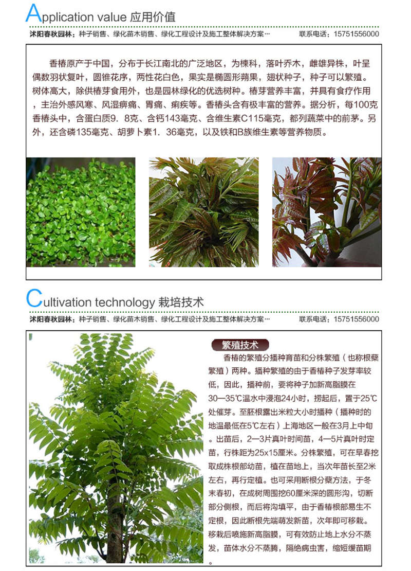 香椿種子應(yīng)用價(jià)值及種植技術(shù)