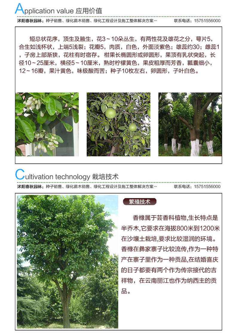 香泡種子應(yīng)用價(jià)值及種植技術(shù)