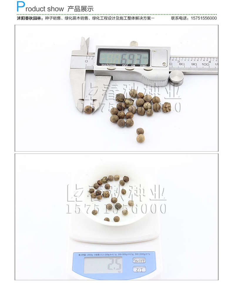 香樟(凈籽)種子銷售參考價格