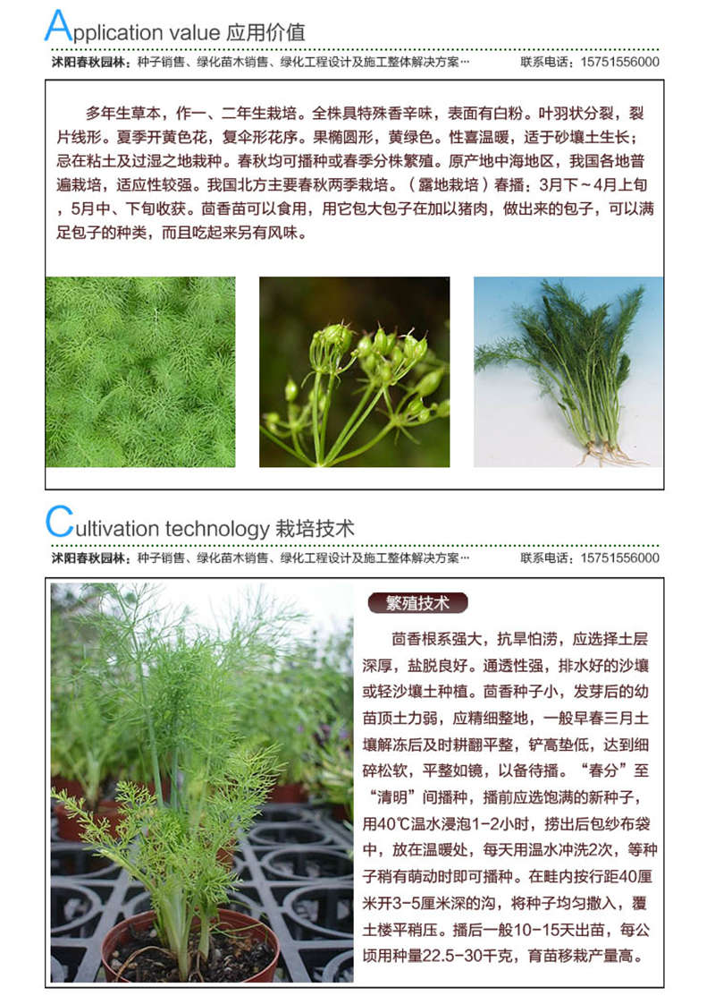 小茴香種子應(yīng)用價(jià)值及種植技術(shù)