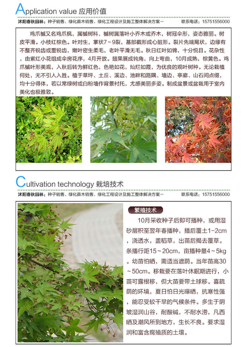 小葉雞爪槭種子應(yīng)用價值及種植技術(shù)