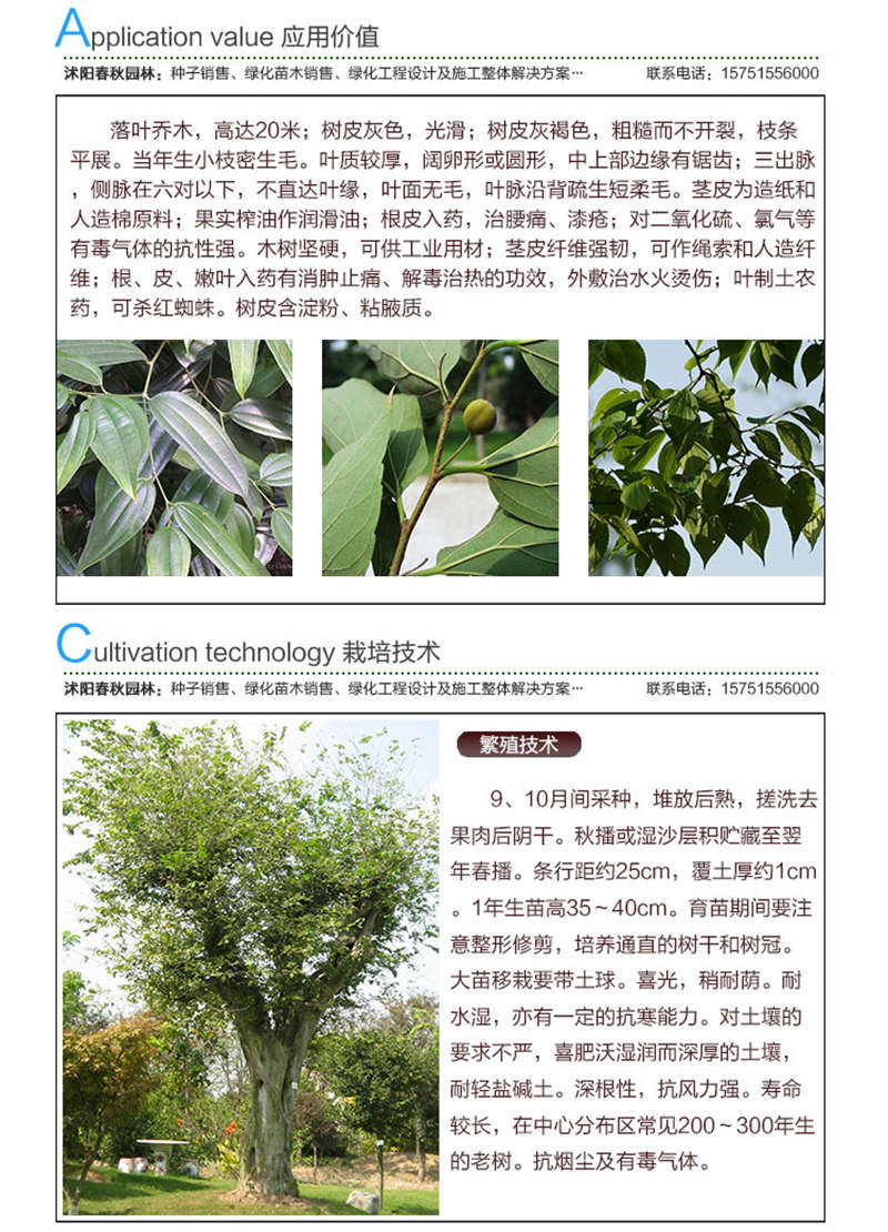 小葉樸樹種子應(yīng)用價值及種植技術(shù)