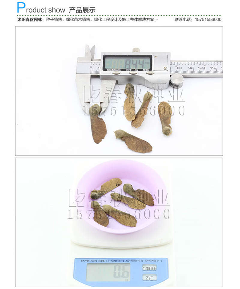 血皮槭種子銷(xiāo)售參考價(jià)格