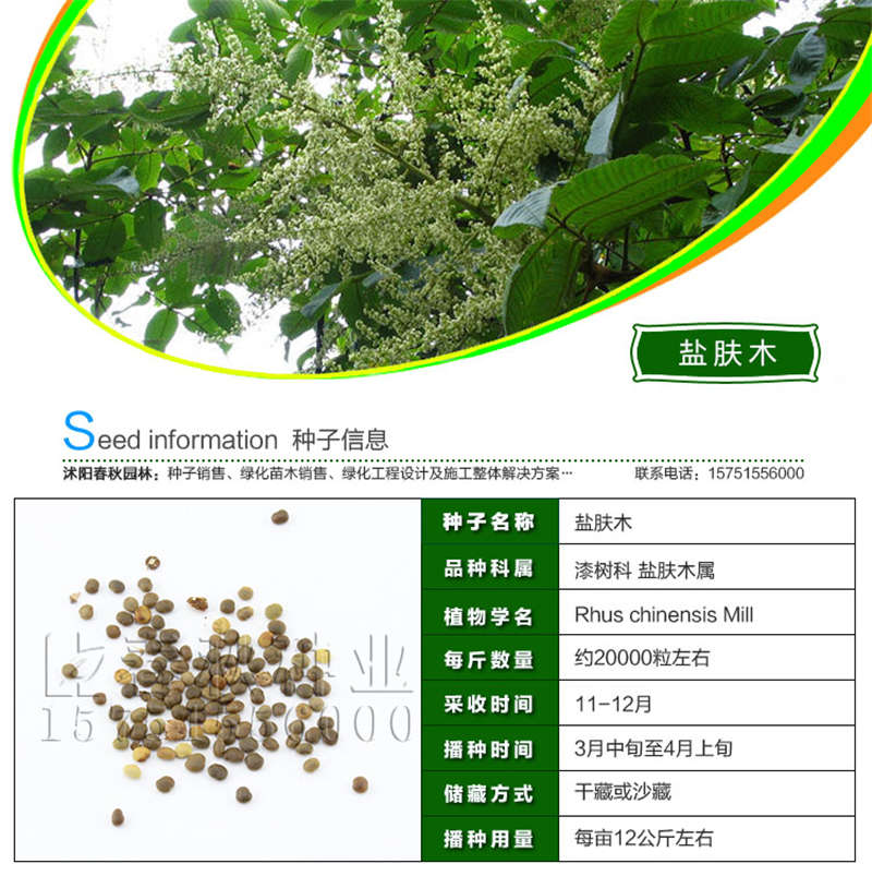 鹽膚木種子基本信息