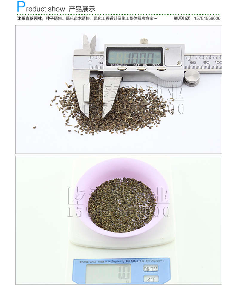 益母草種子銷(xiāo)售參考價(jià)格