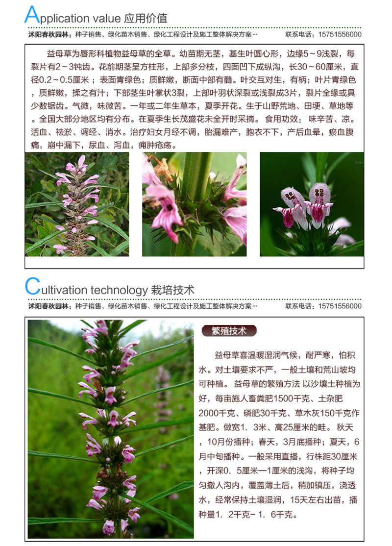 益母草種子應(yīng)用價(jià)值及種植技術(shù)