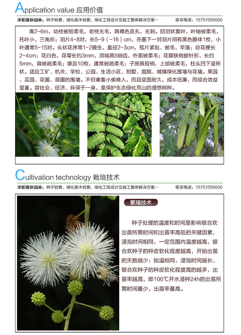 銀合歡種子應(yīng)用價值及種植技術(shù)